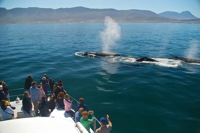 Southern Right Charters - Boat Based Whale Watching Tours