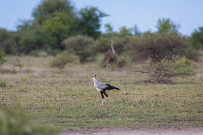 Boteti River Camp - Game Drive Makgadikgadi National Park (3 - 4 Hrs)