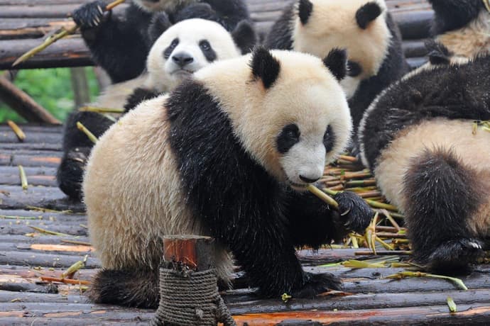 Guerreros y osos panda, tour privado
