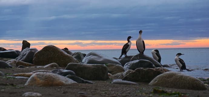 5-Day Ushuaia Penguin Season Tour (from October to March)