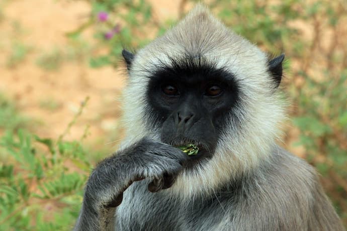 The Pick of Sri Lanka