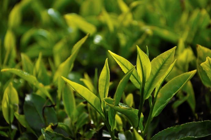 A Glimpse of Culture