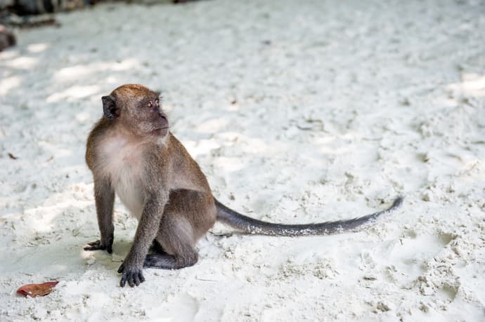 Island Escape, 12 Days (Option 2)