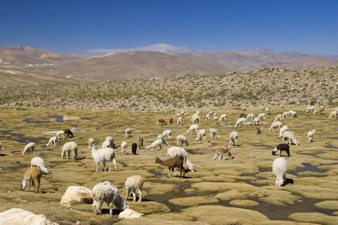 Huaraz, the Heart of the Mountains - Semi-private tour