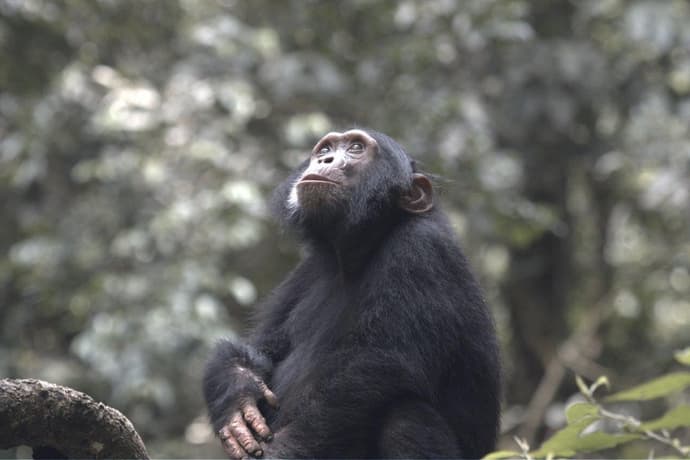 Gorillas Through the Mist - Gorilla Mountain View Lodge (On Request)