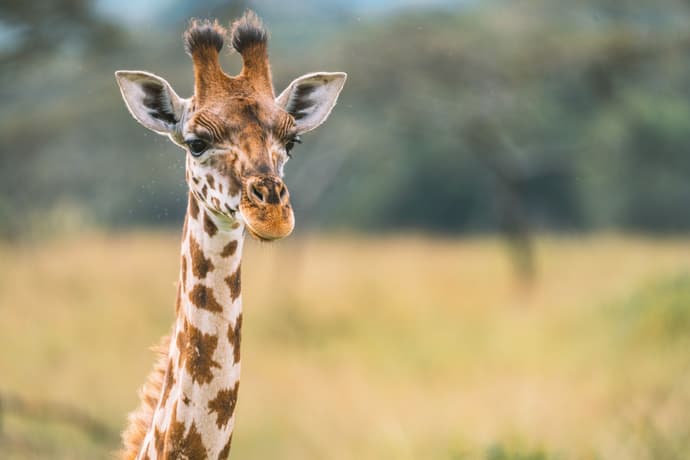 Panorama of Uganda Safari and Extension at Lake Mburo National Park