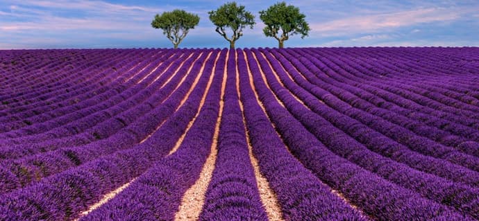 Francia. Provenza - La provenza in viola