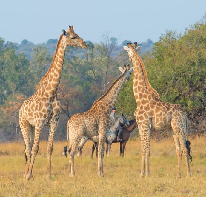 Sud Africa: Safari a cavallo nel Waterberg