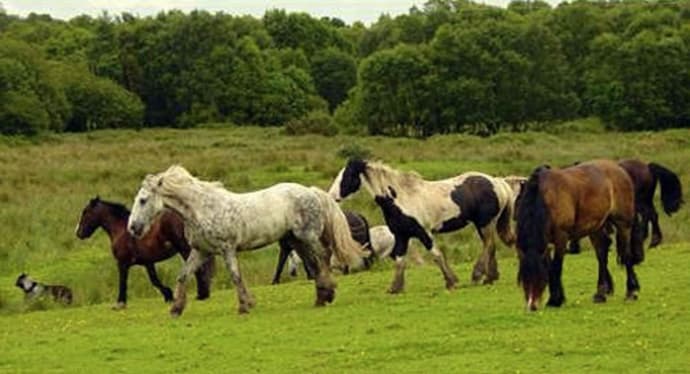 Irlanda a cavallo: castelli e monasteri
