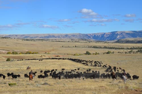 United States: Wyoming/ montana - guiding the herds on the pryor mountains