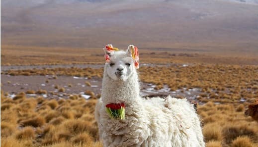 Sensaciones Inéditas en Bolivia