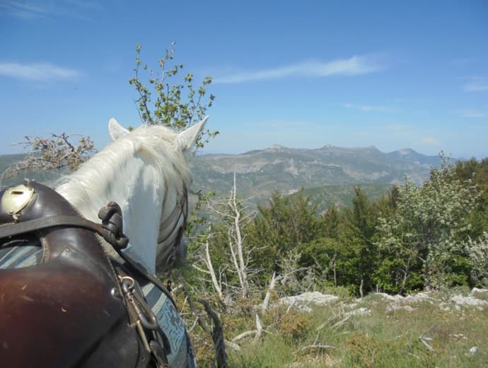 France: Provence - summer scents of provence