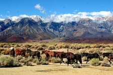 California: The legendary wild Mustangs