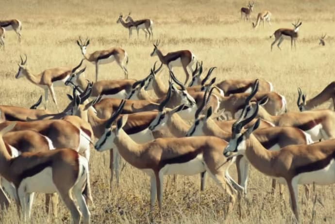 The Shosholoza Pilanesberg