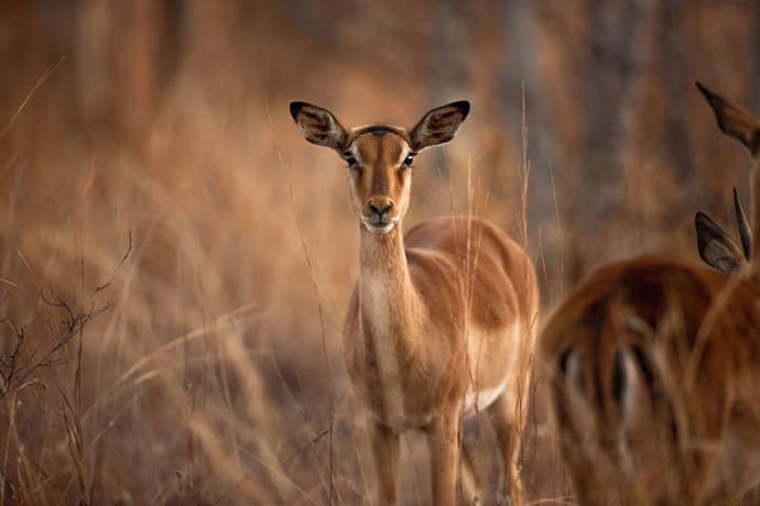 Extensiones: Parque Nacional Kruger 2 Noches