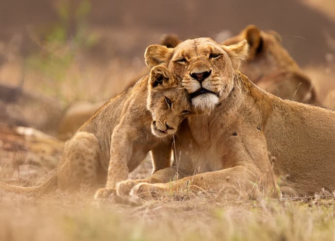 Essential Kruger Safari