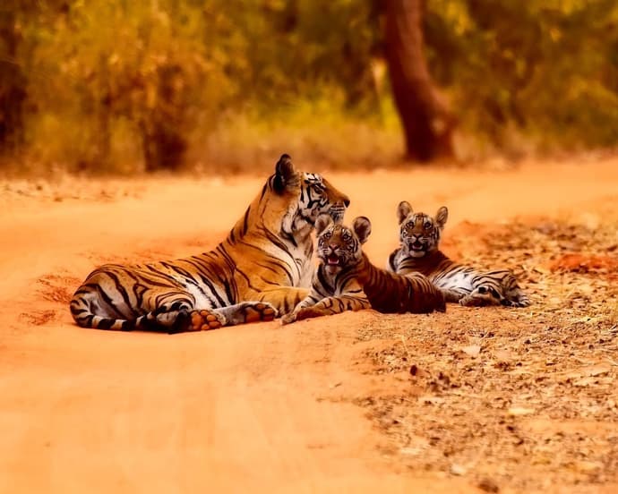 Privatrundreise "Goldenes Dreieck & Tiger im Ranthambhore Nationalpark"