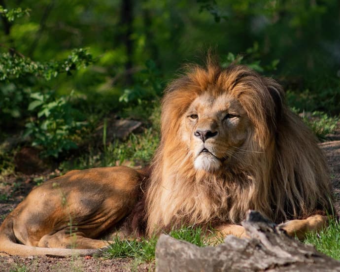 Flugsafari "Serengeti, Ngorongoro und Lake Manyara"