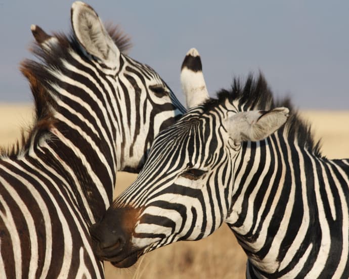 Safari "Ngorongoro & Tarangire"
