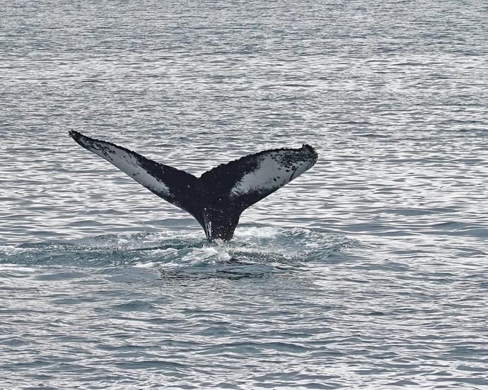Avistamiento de ballenas