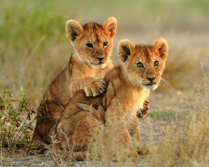 EXPERIENCE SUDAFRICA Urban & Wildlife 