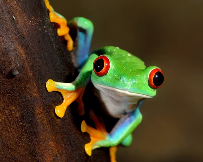 Costa Rica y Panamá (Parte Costa Rica)