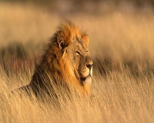 The Shosholoza Safari 