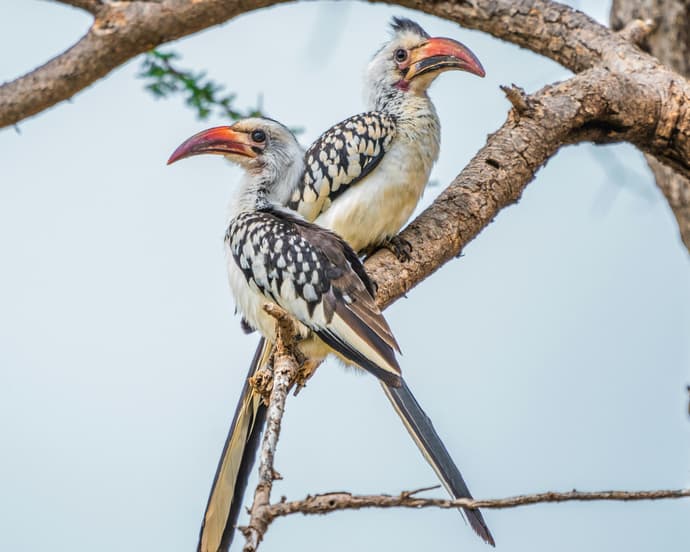 Safari "Samburu, Mount Kenya & Naivasha"