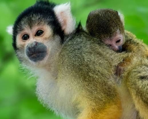 Luna de Miel en Familia en Costa Rica