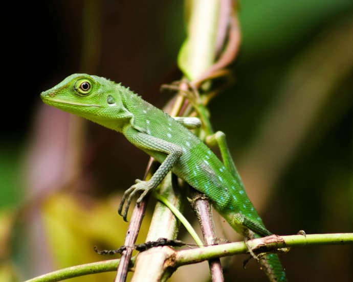 Kurztour "Mulu Nationalpark"