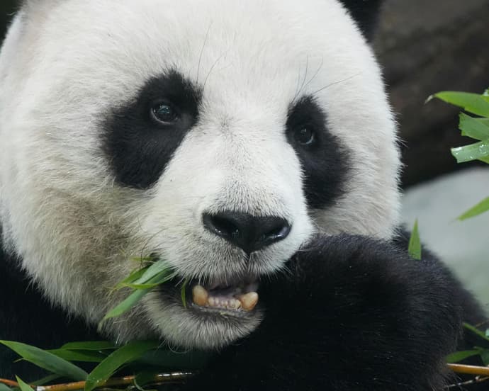 CHINA: ENCUENTRO CON LOS OSOS PANDA