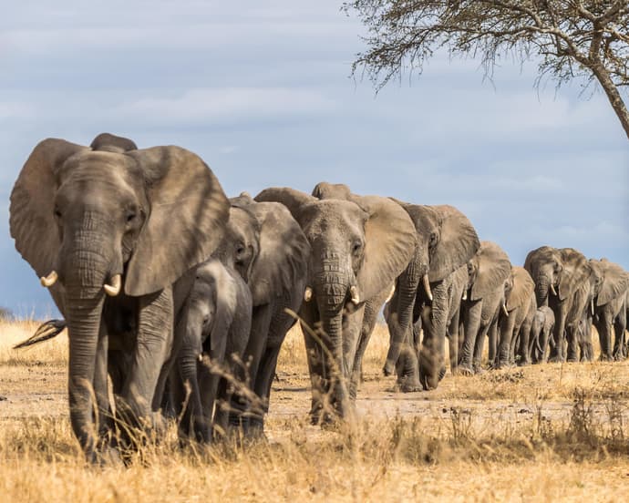 Paisajes de Tanzania - Categoría A