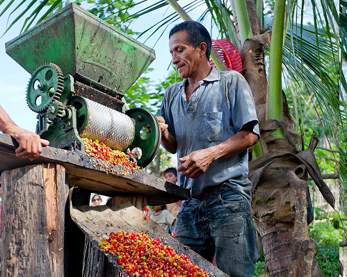 Pumarinri: La Selva de Café, Cacao y Chocolate 04 días / 03 noches