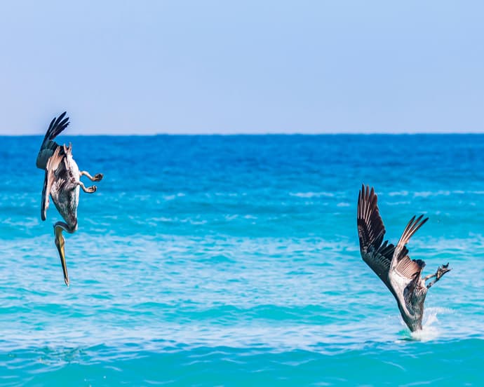 LA PAZ Y AVISTAMIENTO DE BALLENAS 2024- 2025