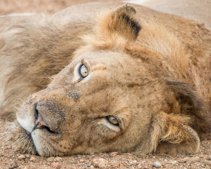 Luna de Miel en Sudáfrica, Kapama "Reserva Privada"