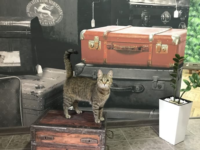 Sacvoyage, Primary image