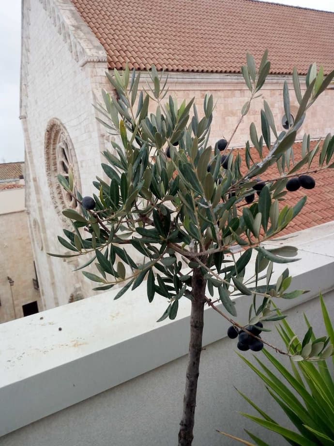 B&B Il Nido delle Rondini, Primary image