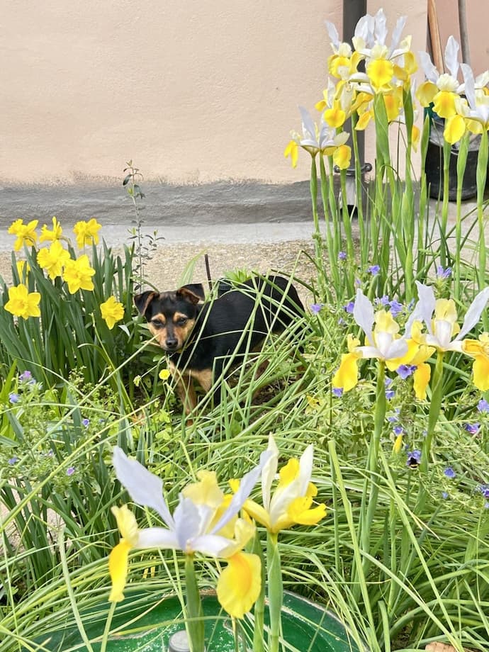 Bed and Breakfast L'Abete, Primary image