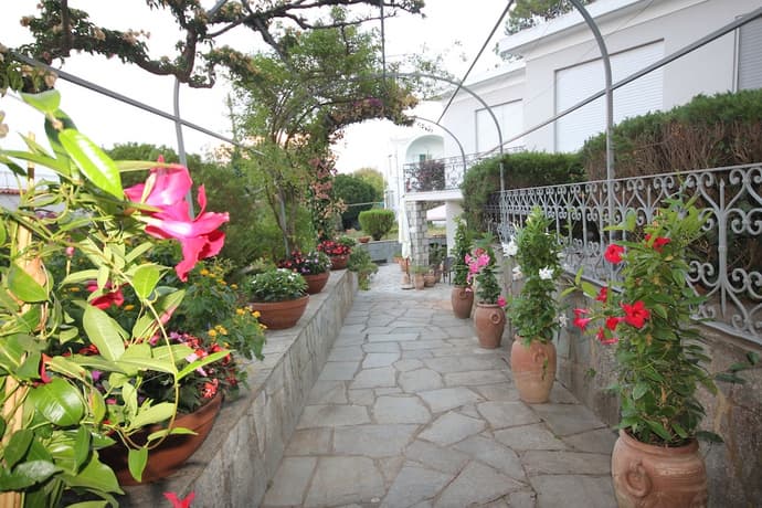 Cavalluccio Marino, Primary image