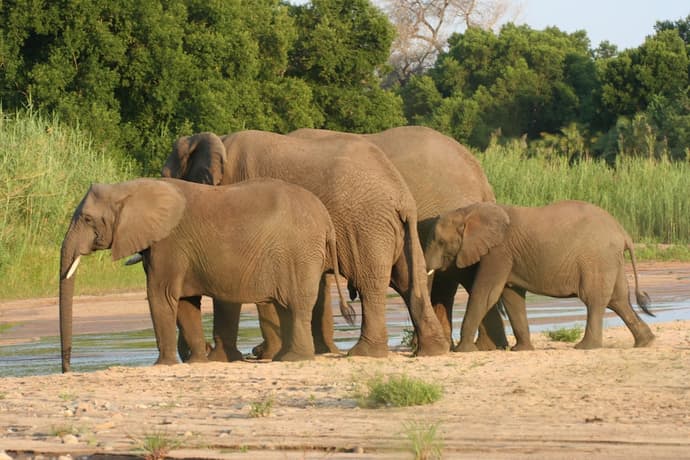 Karongwe - Chisomo Safari Camp, Primary image