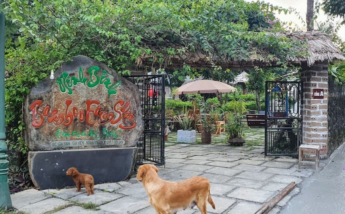 Ninh Binh bamboo, Primary image