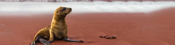 Galapagos Adventure: Northern Islands (Grand Daphne)