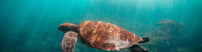 Absolute Galapagos (Grand Daphne)