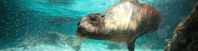 Galapagos Explorer: Southern Islands (Grand Queen Beatriz)