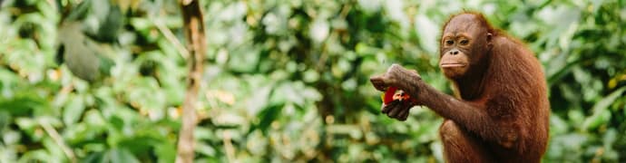 Malaysia's Ultimate Adventure