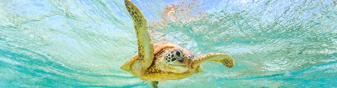 Comoros: Wildlife Expedition