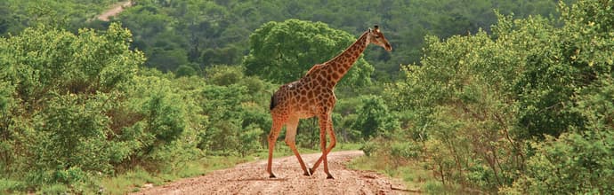 Kruger Lodge Experience