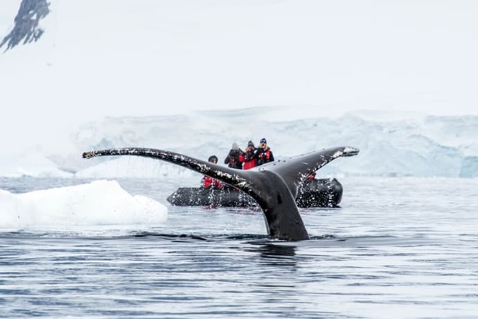 Best of Antarctica: Whale Journey