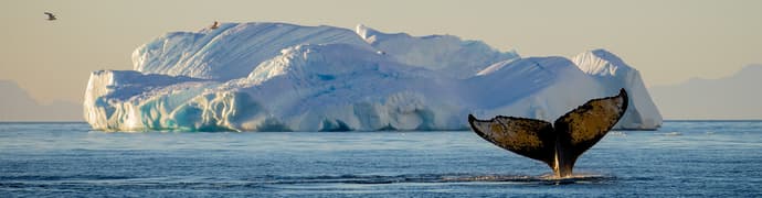 Best of Antarctica: Whale Discovery
