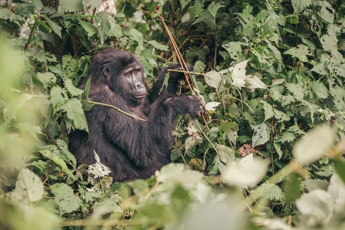 Essential Uganda and Gorilla Trek